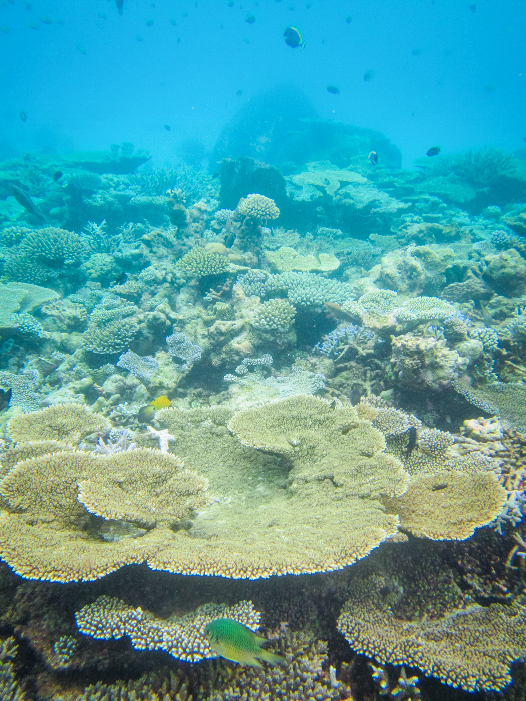 IMG_2072malediivit_b