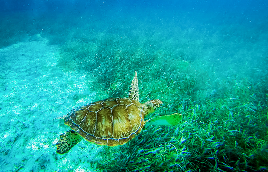 Belize