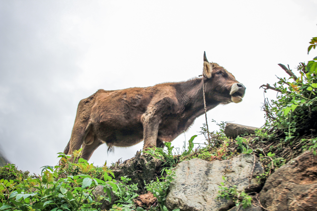 Peru