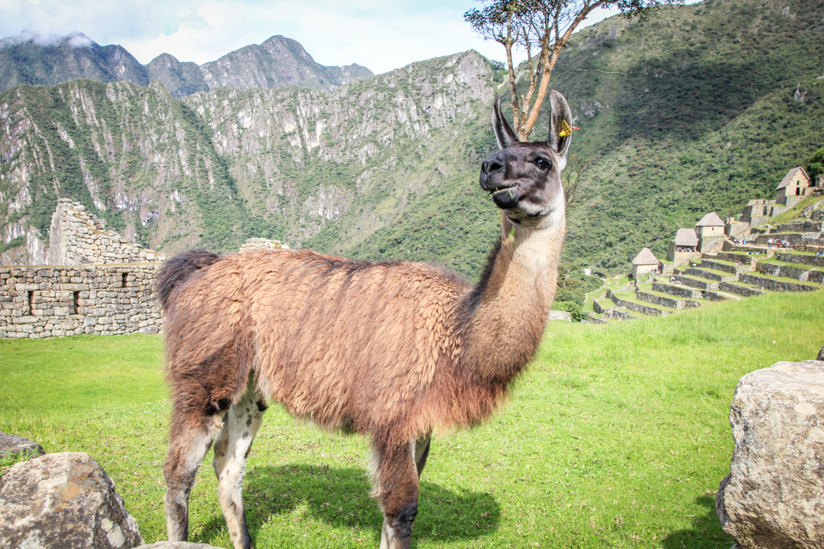 Machu Picchu