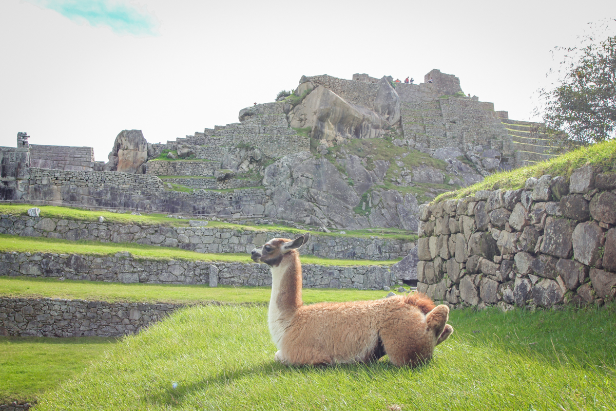 Machu Picchu