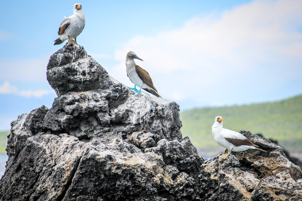 IMG_1432_galapagos