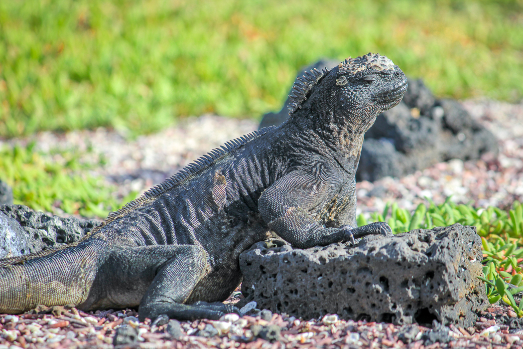 IMG_1670_galapagos