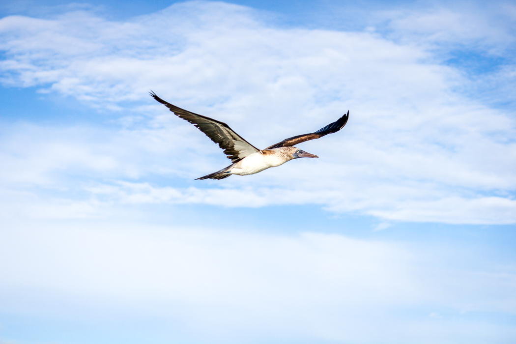 IMG_1683_galapagos