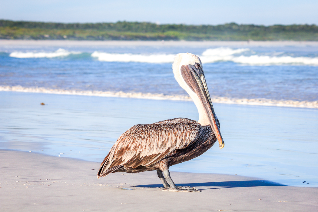IMG_1694_galapagos