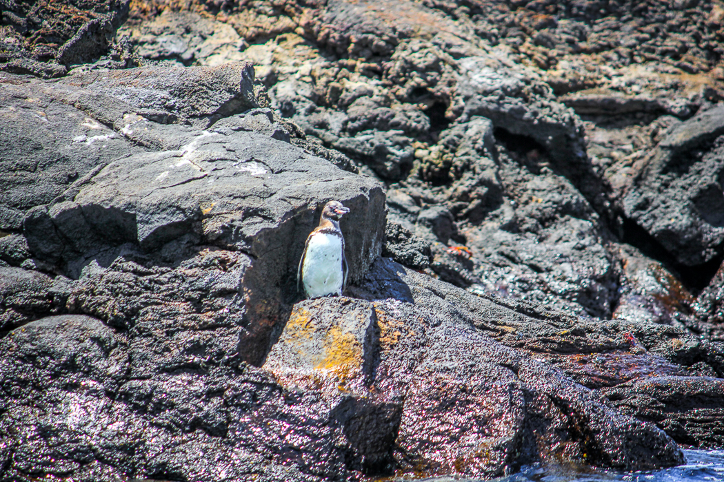 IMG_1801_galapagos
