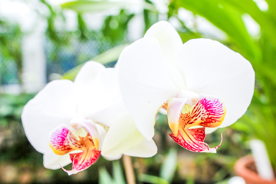 IMG_3442_rio de janeiro