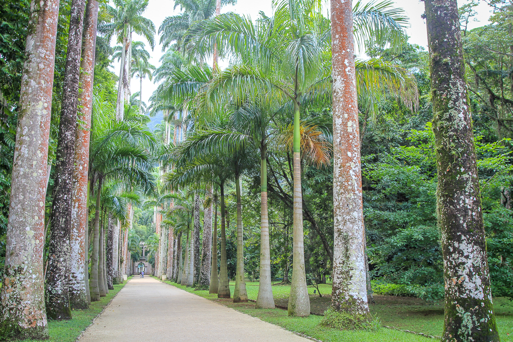 IMG_3498_rio de janeiro