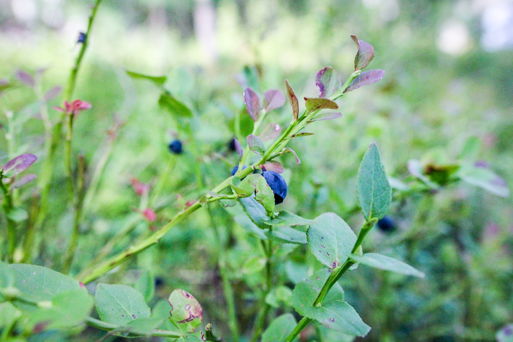 IMG_2213_Suomimatkailu