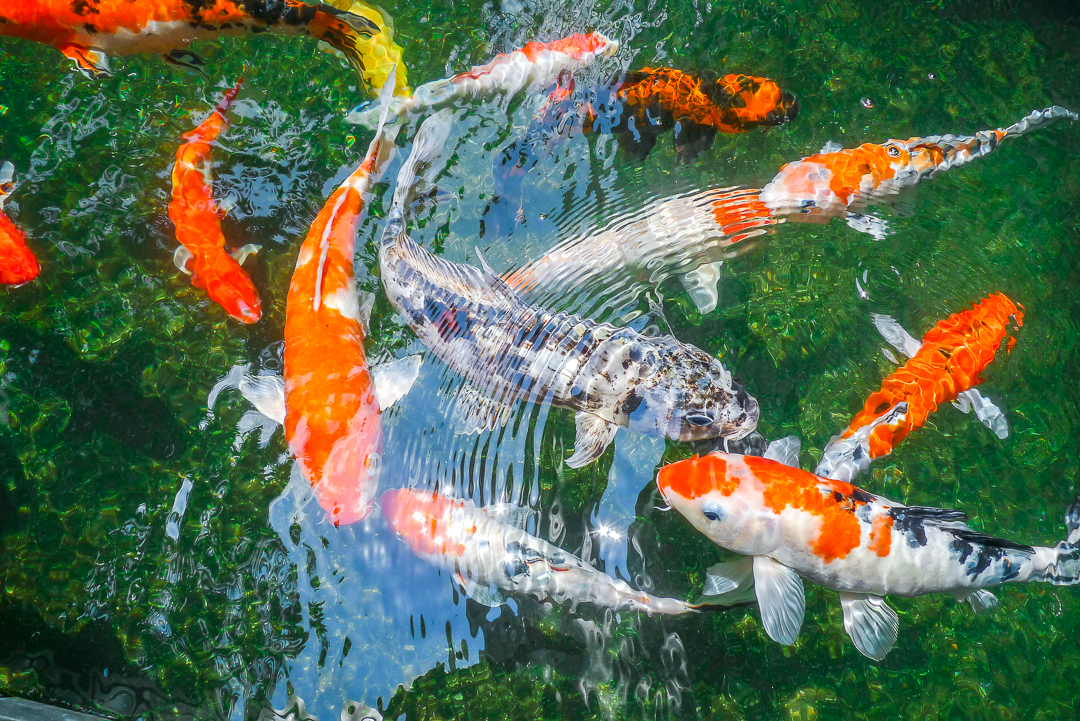 P1020065_Kuala Lumpur