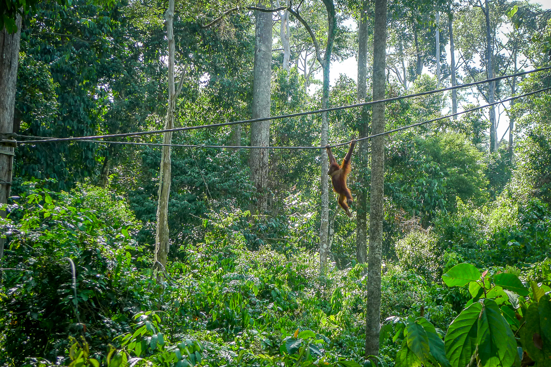 P1030243_Borneo
