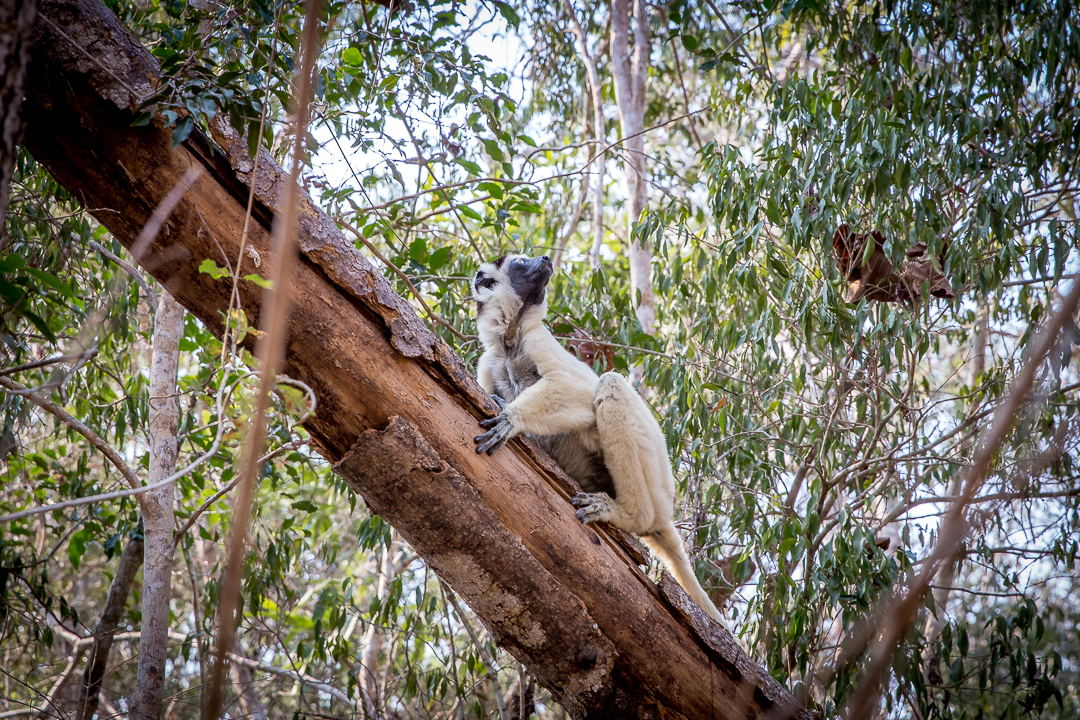 img_3229_madagaskar
