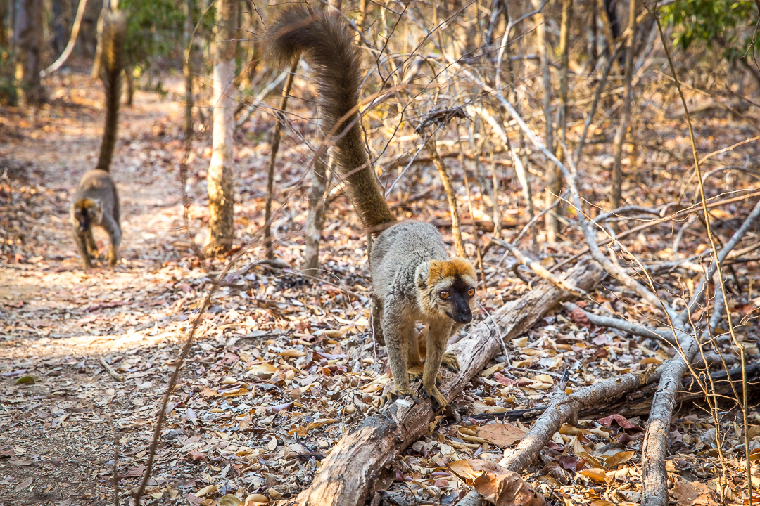 img_3259_madagaskar