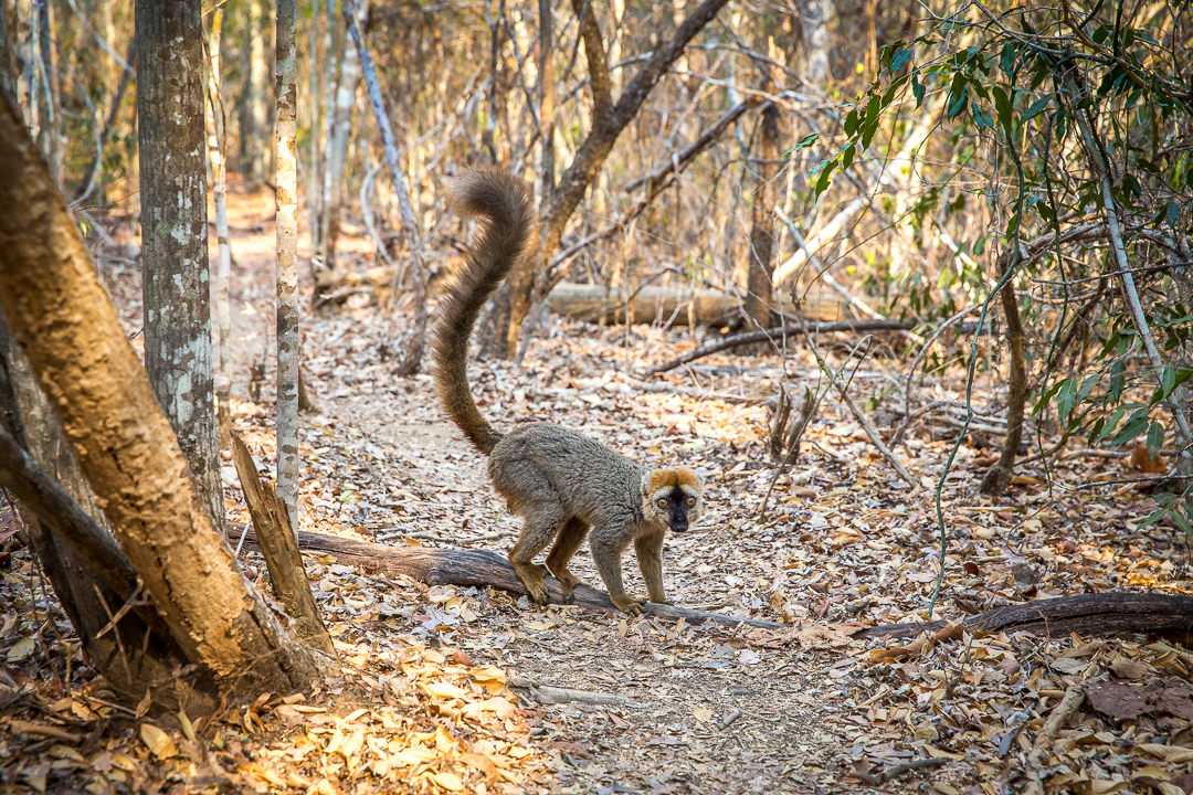 img_3261_madagaskar