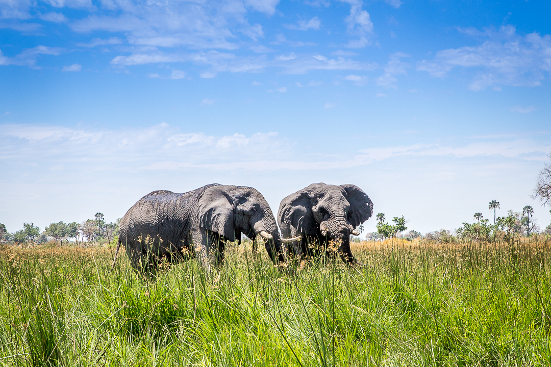 img_5455_cape-to-nairobi