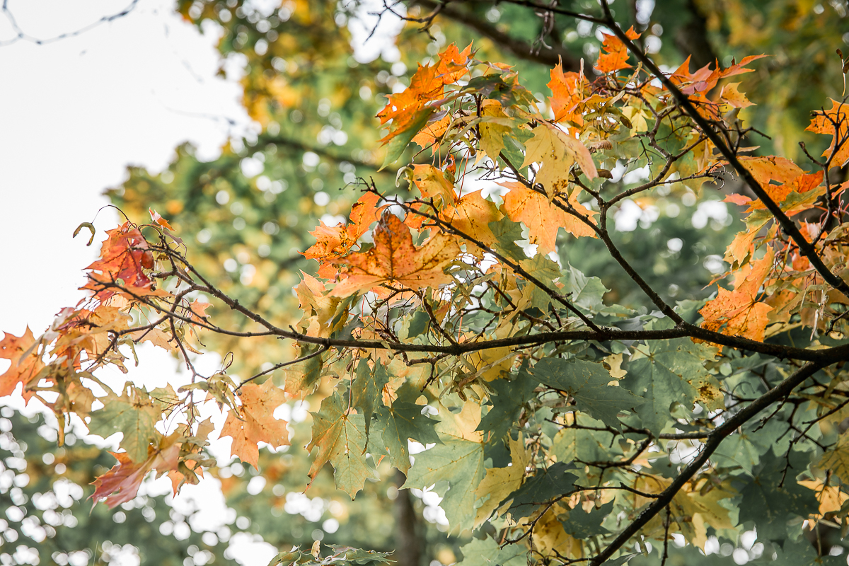 Autumn Helsinki